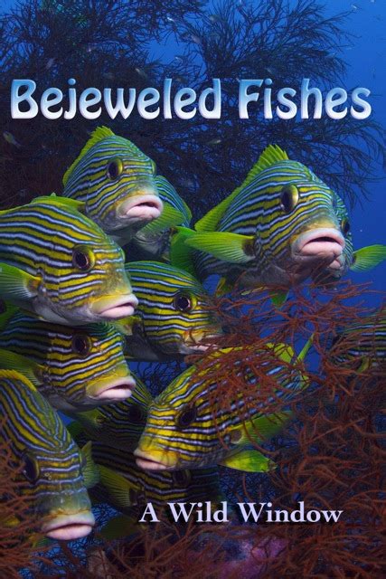 bejeweled fish|Wild Window: Bejeweled Fishes streaming online.
